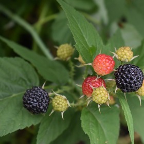 Z listů ostružiníku si můžete udělat velmi zdravý čaj.