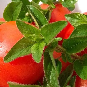 Čerstvá rajčata jsou hlavní surovinou kvalitního kečupu.