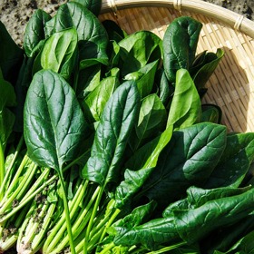 Už Pepek námořník věděl, proč je dobré jíst špenát