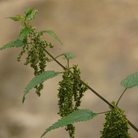 Při sběru se vyhýbejte starým a zaprášeným rostlinám.