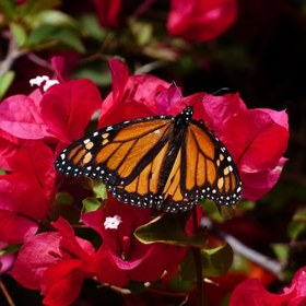 Na to doplácí i motýl monarcha stěhovavý.