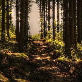 Procházky lesem vám pročistí hlavu.