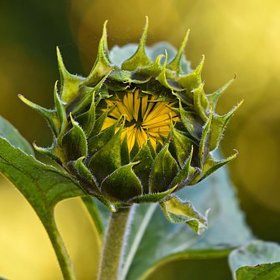 Ten ze slunečnic bývá používaný nejčastěji.