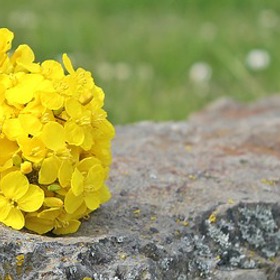 Řepkový olej naše tělo postupně ničí