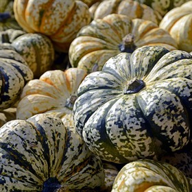 Dýně velkoplodá je těžká na zpracování