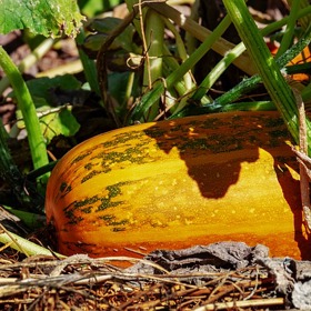 Existují dýně nejrůznějších tvarů, barev a chutí