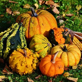 Kolik dýní z této fotky byste dokázali pojmenovat?