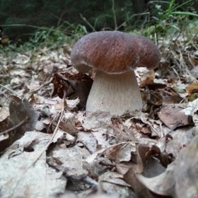 Letos si na smaženici jistě ještě pochutnáte