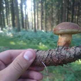 I takové rarity můžete v lese najít