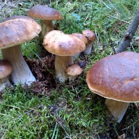 Krásná rodinka hřibů