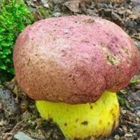 Některé hřiby jsou velmi vzácné