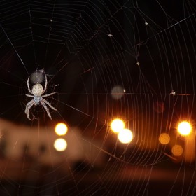 Pavouka většinou objevíte v noci, když chcete ulehnout, což je ten nejméně vhodný okamžik.