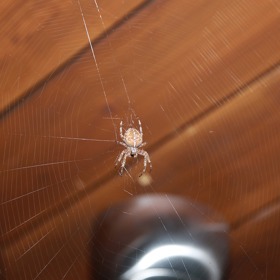 Udělejte z pavouka kamaráda. Chytá vám přeci ostatní odporné hmyzáky.