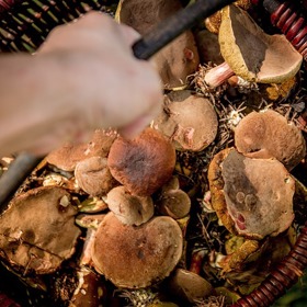 Sbírejte jen to, co znáte!