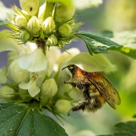 Čaj z hluchavky vám bude v těhotenství zapovězen.