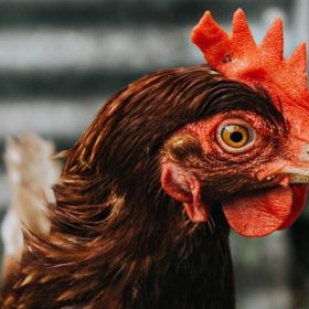 To, odkud se vzalo vejce budete muset také strpět. Bez omytí.