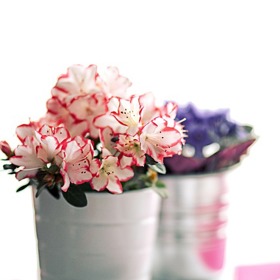 Květiny na stůl patří