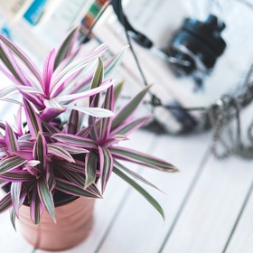 V bytě, kde nejsou rostliny, chybí život