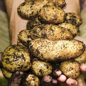 Brambory zachraňovaly hladovějící krky od nepaměti