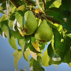 Podzimní čas dozrávání hrušek přichází