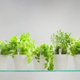 Bylinky pomáhají léčit všemožné lidské neduhy