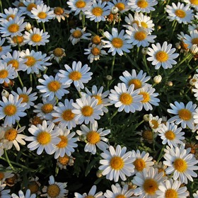 Heřmánek uklidňuje a nádherně voní