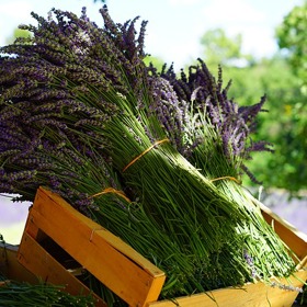 Čerstvě sklizená levandule krásně voní.