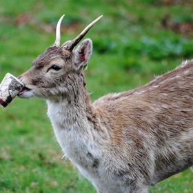 Ne úplně ideální obrázek z přírody.