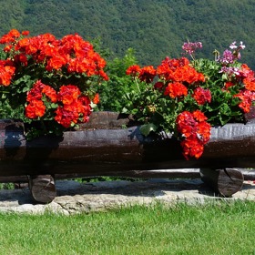 Muškáty zdobí zahrady rodinných domků.