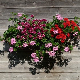 Muškáty hýří všemožnými barvami.