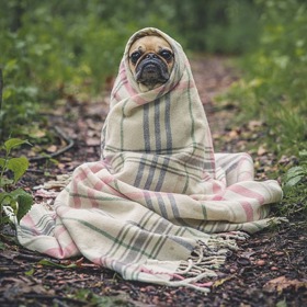 Malá plemena stárnou rychle od sedmi let.