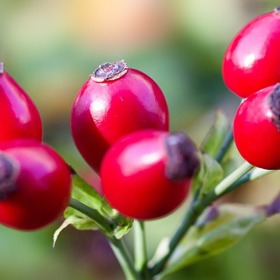 Šípky obsahují velké množství vitaminu C.