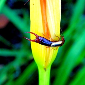 Na škvora můžete narazit hlavně v přírodě, když se vám nastěhuje do spacáku.