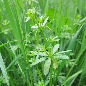 Další druh svízele, na který můžete narazit, je svízel povázka.