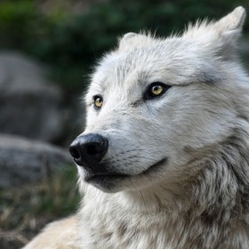 Ne nadarmo se říká, že je pes nejlepším přítelem člověka.