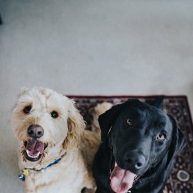 Ne nadarmo se říká: Pes, nejlepší přítel člověka.