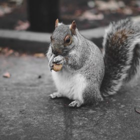 Dokonce i veverky chtějí mít delší život.