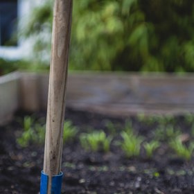 Vypěstovat si ho můžete i vy sama doma.