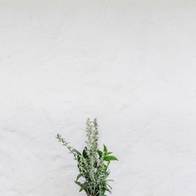 Stačí mátu promnout mezi prsty a její vůně se už "nezbavíte".