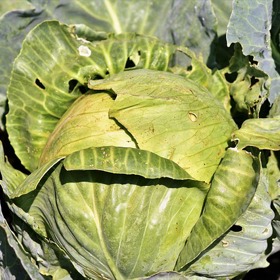 Bílé zelí je sice dokonalé k uzenému, ale pokud trpíte na nadýmání, jeho konzumaci zvažte