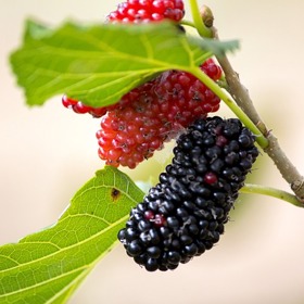 Zralá moruše je černá