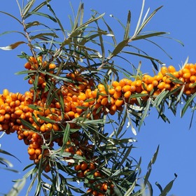 Rakytník je vitamínová bomba