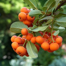 Z jeřabin lze vykouzlit i skvělou marmeládu
