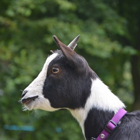 V arabských zemích je maso z černého kozlíka vyslovený zázrak.