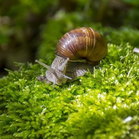 Specialitou francouzské kuchyně jsou odnepaměti šneci.