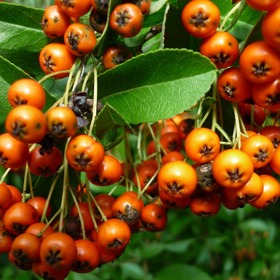 Pro vysoký obsah vitaminu C se rakytníku říká citroník severu.