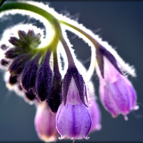 Kostival se můžete vydat sbírat ještě v chladném listopadu.