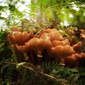 Nesbírejte houby, které neznáte.