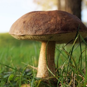 Užijte si poslední teplé dny a přísun hub.