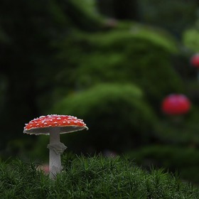 Děti lákají muchomůrky.